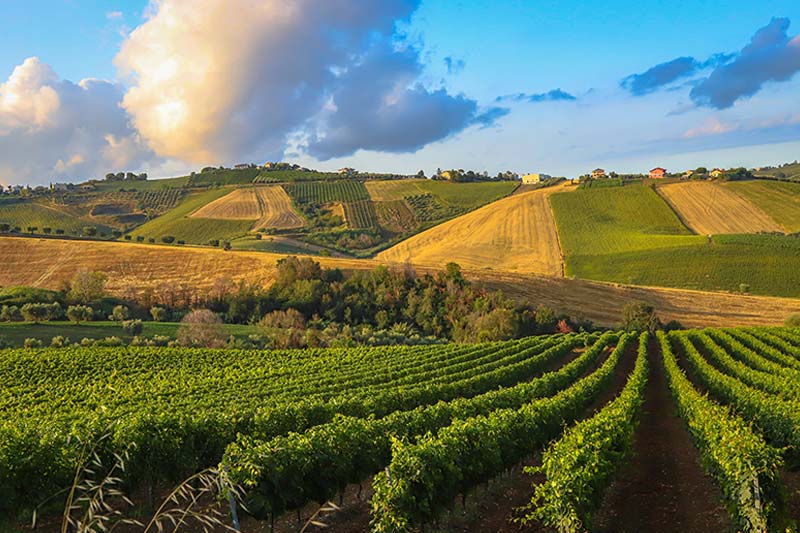 Tasting at Azienda Agraria Guerrieri